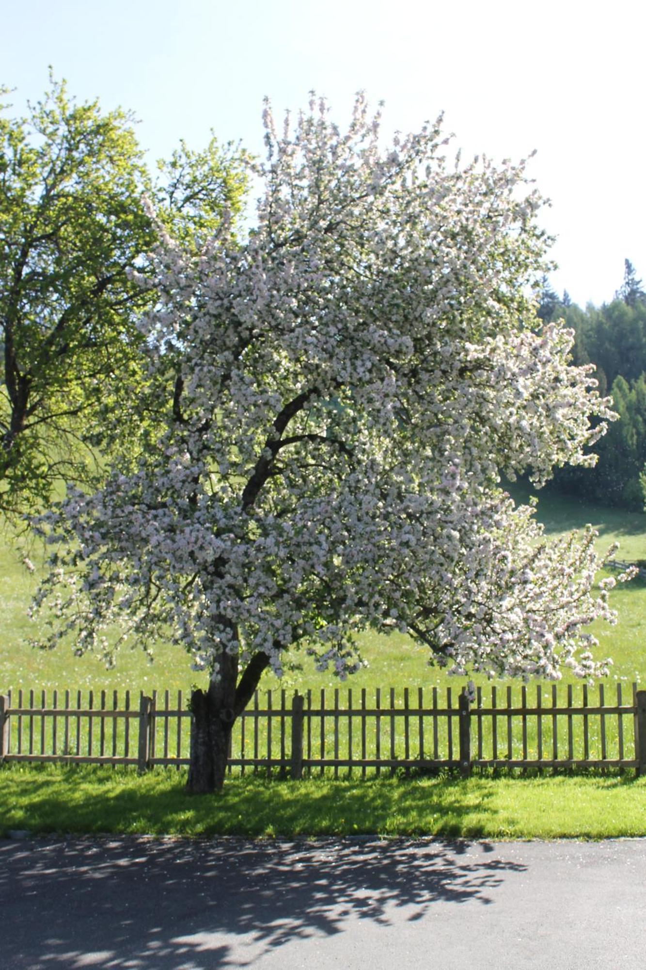 Haus Hartl Hotel Saalfelden Екстериор снимка